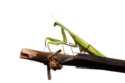 Close-up of insect on wood against white background