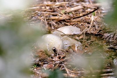 Abandoned swan nest