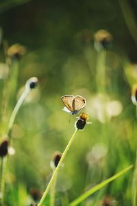 Close-up of butterfly on flower