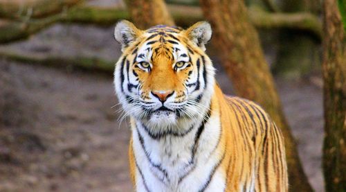 Portrait of tiger at zoo