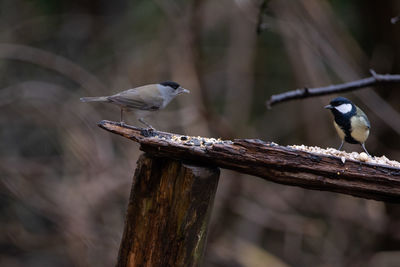 Blackcap warning off a great tit