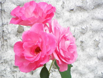 Close-up of pink rose blooming outdoors