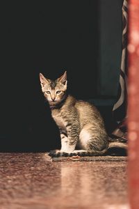 Portrait of cat sitting on floor at home