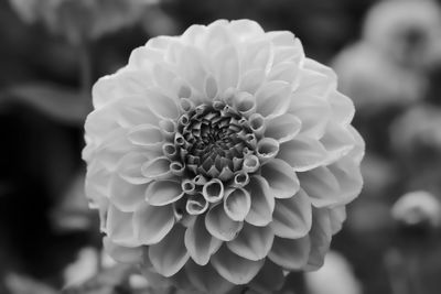 Macro shot of flower