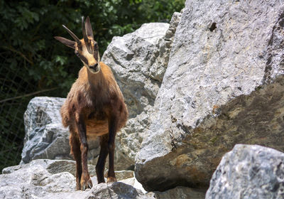 Wild goat standing on rock