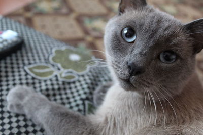 Close-up of cat looking at camera