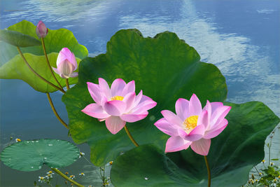 Close-up of pink water lily in lake