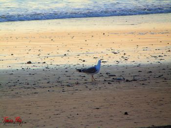 Birds on beach