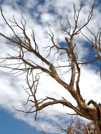 Low angle view of bare tree against sky