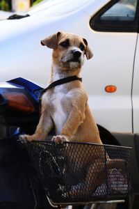 Dog sitting in car