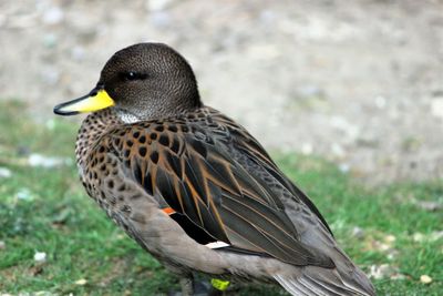 Close-up of male mallard duck perching on field