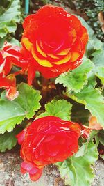 High angle view of red rose on plant