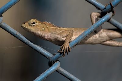 Close-up of lizard