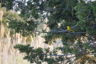 Bird on tree branch