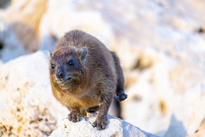 Close-up of an animal on rock