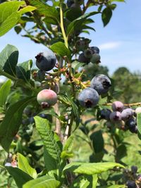 Close-up of fruits growing on tree