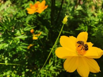 Close-up of bee on yellow flower