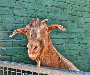 Portrait of an animal against wall