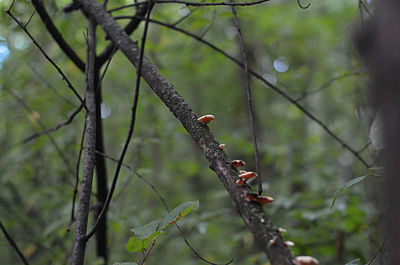 View of bird perching on branch in forest