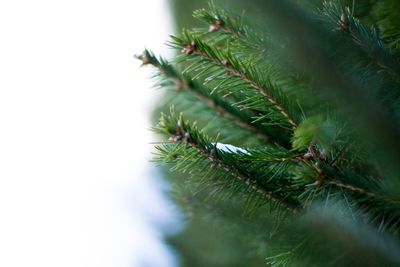 Close-up of pine tree on plant
