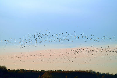 Flock of birds flying in sky