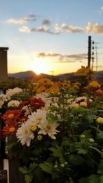 Close-up of flowers blooming against sky