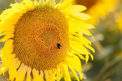 Close-up of sunflower