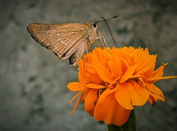 Close-up of butterfly on orange flower