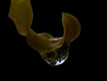 Close-up of flower against black background