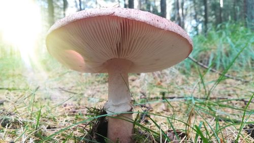 Close-up of mushroom on field