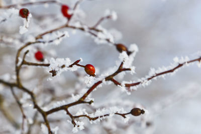 Frosty red rosehip