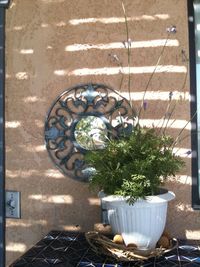 Potted plants on wall