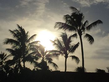 Low angle view of palm trees against sky