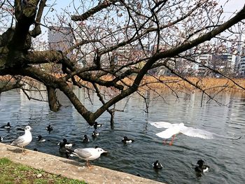 Birds swimming in lake against sky