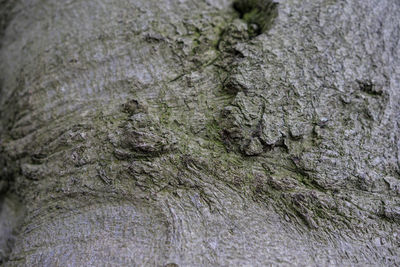 Full frame shot of tree trunk