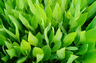 Full frame shot of plants growing on field