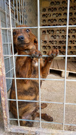 Portrait of abandoned dog in the cage