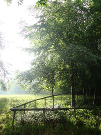 Trees growing in park