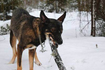 Dog on snow field against trees during winter