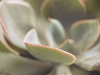 Close-up of succulent plant