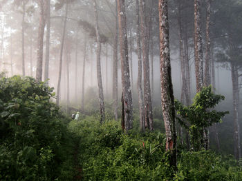 Trees in forest