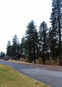 Road amidst trees against clear sky