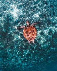 High angle view of turtle in sea