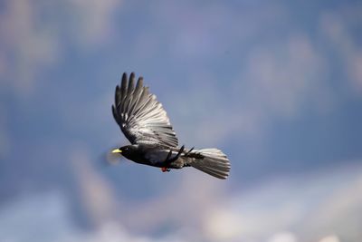 Bird flying over the sky
