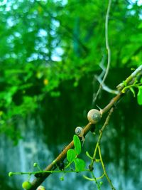 Close-up of lizard on tree branch