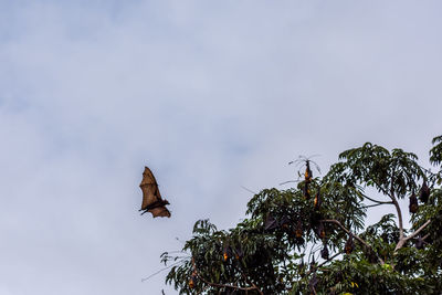 Low angle view of bird perching on tree against sky