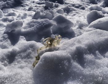 View of crab on snow covered land