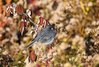 Close-up of bird perching on plant