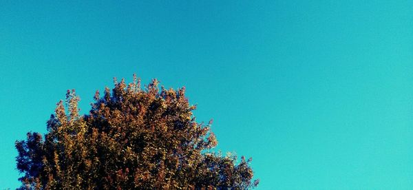 Low angle view of trees against clear blue sky