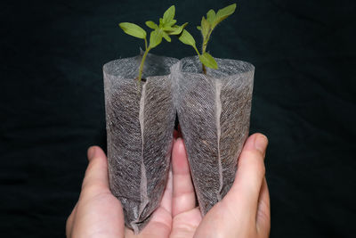 Close-up of hand holding small plant